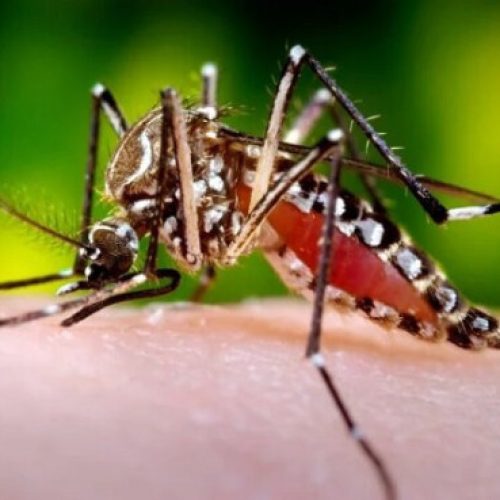 SINAL DE ALERTA: Casos de chikungunya disparam na Bahia e crescem quase 287% em 2026
