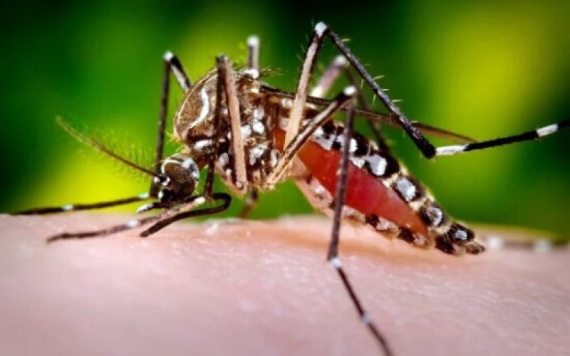 SINAL DE ALERTA: Casos de chikungunya disparam na Bahia e crescem quase 287% em 2026
