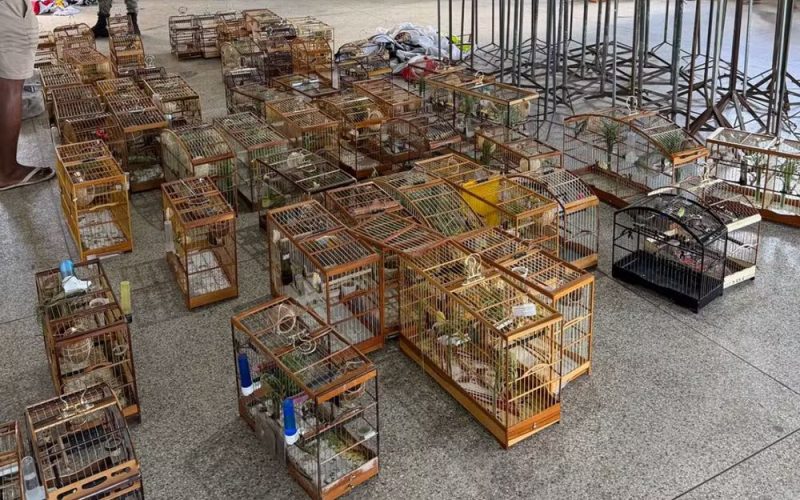 Mais de 90 aves são apreendidas após torneio irregular na Bahia
