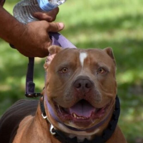 Conquista: Homem que colocava pitbull para morder ex-namoradas após agressões é preso