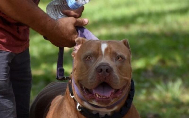 Conquista: Homem que colocava pitbull para morder ex-namoradas após agressões é preso