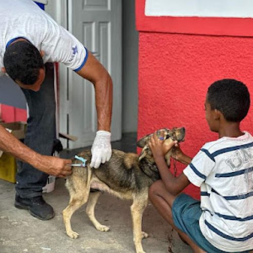 Ubatã promove vacinação antirrábica para cães e gatos com ação noturna na Praça Rui Barbosa